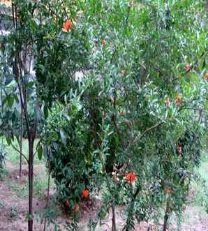 石榴树大部分种植在哪，花石榴树的种植与管理