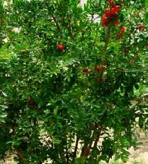 石榴树大部分种植在哪，花石榴树的种植与管理