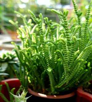 若绿种植时间，若绿冬天怎么养