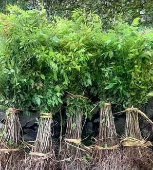 紫藤树适合在哪里种植，紫藤树适合在什么地方栽培