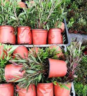 山桃草种植时间，小花山桃草介绍