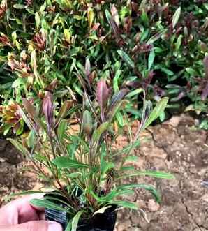 山桃草种植时间，小花山桃草介绍
