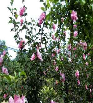 木槿小苗养多久才能开花，木槿小苗