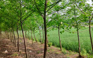 枫杨小苗移栽栽容易成活吗，枫杨几月份种植成活率最高