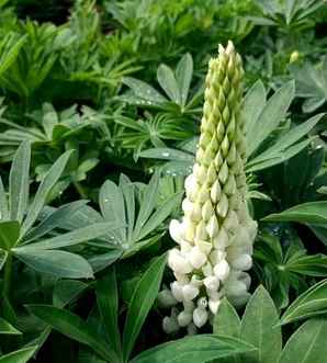 鲁冰花长什么样，鲁冰花的花籽长什么样
