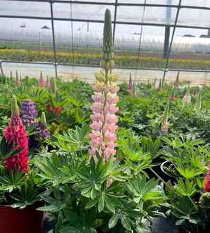 鲁冰花长什么样，鲁冰花的花籽长什么样