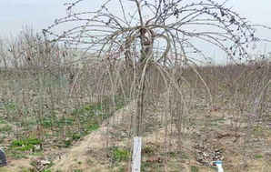 垂枝丁香花，垂枝丁香花树图片