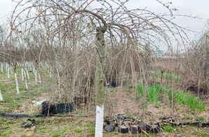 垂枝丁香花，垂枝丁香花树图片