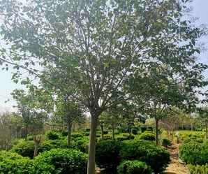 澶у彾濂宠礊鏍戝皬鑻椾环鏍艰〃，大叶女贞小苗种植基地