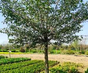 澶у彾濂宠礊鏍戝皬鑻椾环鏍艰〃，大叶女贞小苗种植基地