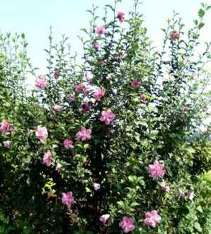 木槿花和芙蓉花是一样的吗，木槿花和芙蓉花是一样的吗