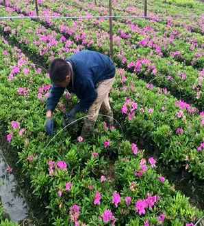 毛鹃的种植方式，杯苗毛鹃种植基地
