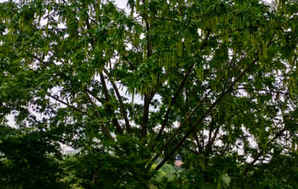 枫杨树什么季节生长更快，枫杨树种植季节