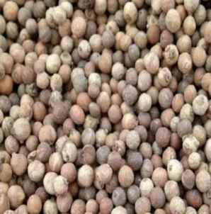 大丽花种子几月播种，光皮树种子播种时间