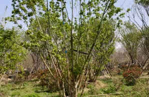 丛生茶条槭是乔木吗，丛生茶条槭苗木价格