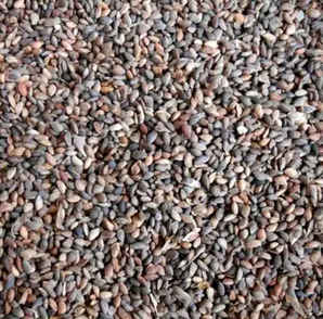 黑松种子多少钱一颗，一斤黑松种子有多少粒