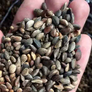 黑松种子多少钱一颗，一斤黑松种子有多少粒