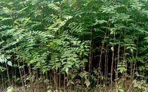 大红袍花椒种植株距和行距多少，大红袍花椒种子什么季节可以种