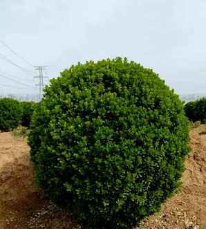 冬青球多少钱一棵？，广东冬青球苗种植