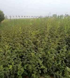 大红袍花椒种植株距和行距多少，大红袍花椒种子什么季节可以种