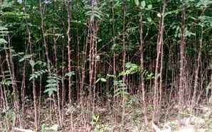 大红袍花椒种植株距和行距多少，大红袍花椒种子什么季节可以种