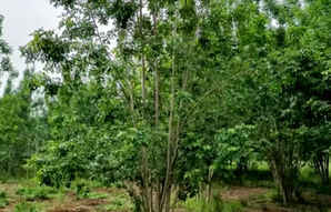 丛生白蜡种植方法，大叶白蜡种植步骤图片