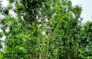 丛生白蜡种植方法，大叶白蜡种植步骤图片