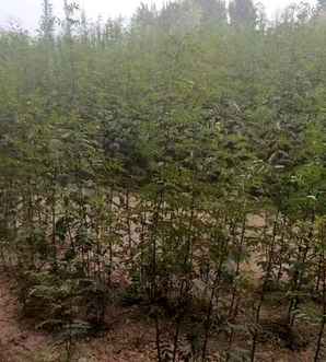 大红袍花椒种子基地地址，大红袍花椒种子