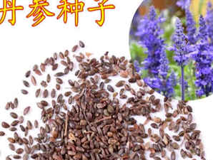 丹参种子播种时间，丹参播种后几天出苗