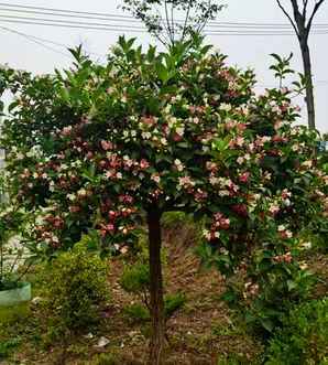 五彩锦带开花会香吗，五彩锦带什么时候开花