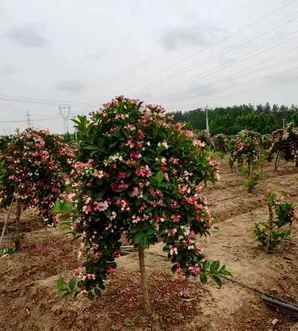 五彩锦带开花会香吗，五彩锦带什么时候开花
