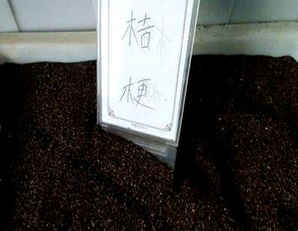 桔梗种子播种时间，桔梗种子播种视频