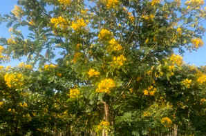 黄花槐种植方法和管理，黄花槐种植要求