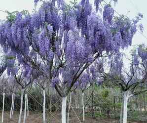 紫藤树多少钱一棵？，一棵超大的紫藤树