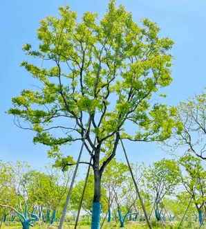 乌桕基地山东，乌桕基地