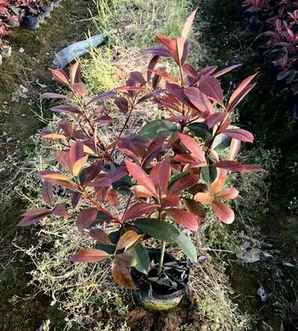 红叶石楠种植前景，平昌有红叶石楠种植吗