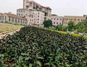 烟火树在北方能开花吗，烟火树是什么树