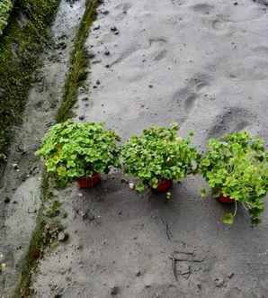 红花酢浆草种子种植时间，河南红花酢浆草种植基地