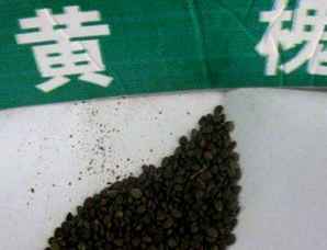 黄花槐种子播种时间，黄花槐种子秋冬季可以种吗