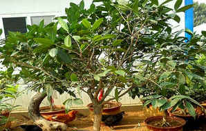 日香桂用什么土种植比较好，日香桂种植时间和方法