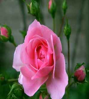 艾莎月季丰花吗，丰花月季的介绍