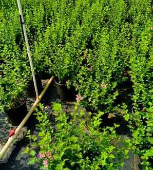 冬红是直根系还是须根系，冬红种植方法