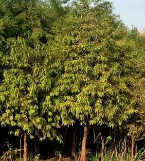 落羽杉的种植方式有哪些，落羽杉种植模式