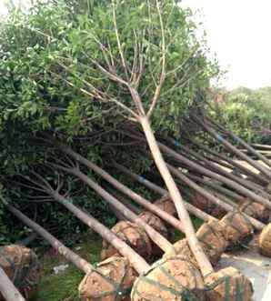 石楠树怎么种植好，种植石楠树的注意事项