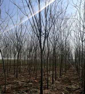 閲戝彾鍥芥浠嬬粛，金叶国槐介绍