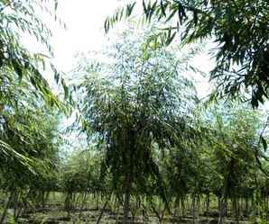 胸径5公分速生柳，不同胸径速生柳价格