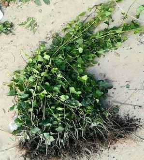 爬藤常青植物种子，常青藤植物种子图片