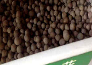 茶花种子怎样培种视频，茶花种子如何种植方法