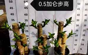 巴西木图片，巴西木图片大全唯美