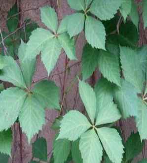 爬山虎开花吗？，三叶爬山虎开花吗